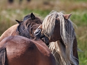 Sable Island Wild Horses