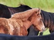 Sable Island Wild Horses