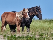 Sable Island Wild Horses