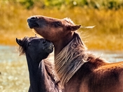 Sable Island Wild Horses