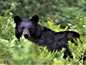 surprise in the Ferns