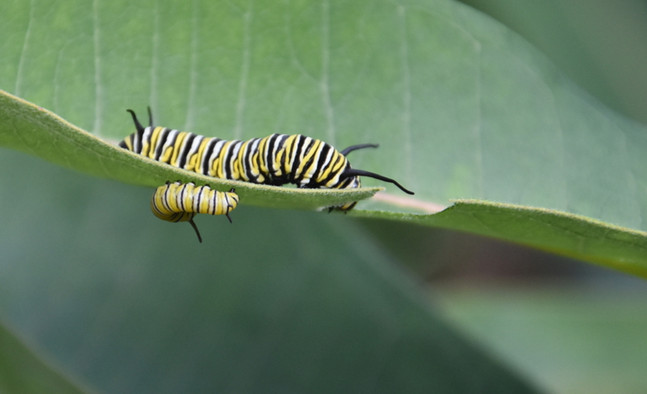 Monarch