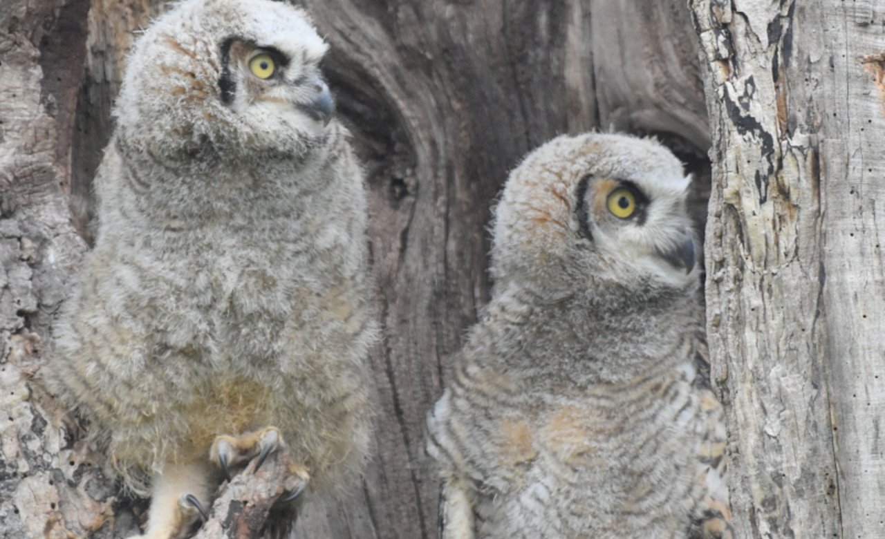 Owlets