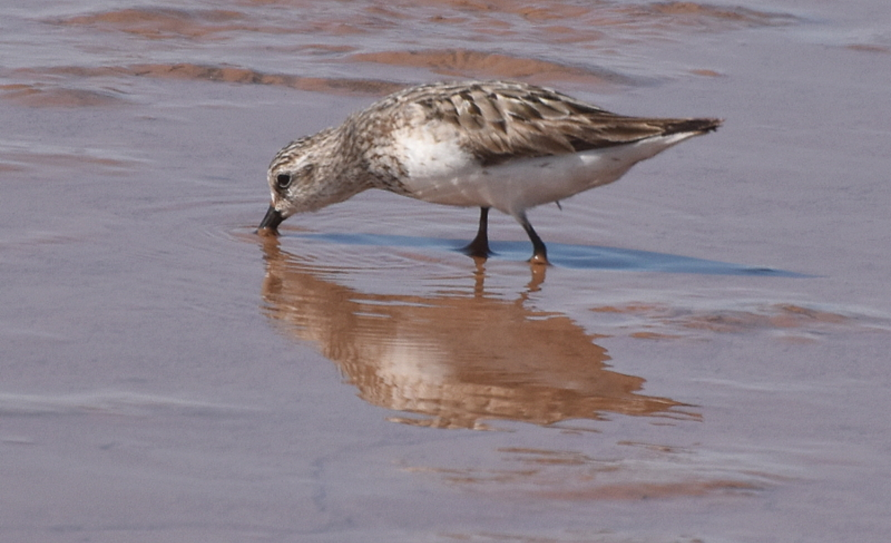 Semipalmated Sandpiper