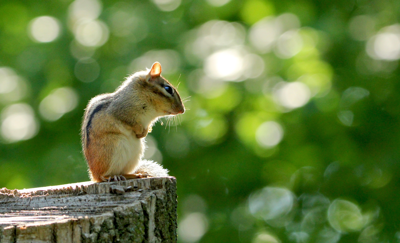 Eastern Chipmunk