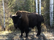 Your Most Honourable Majesty