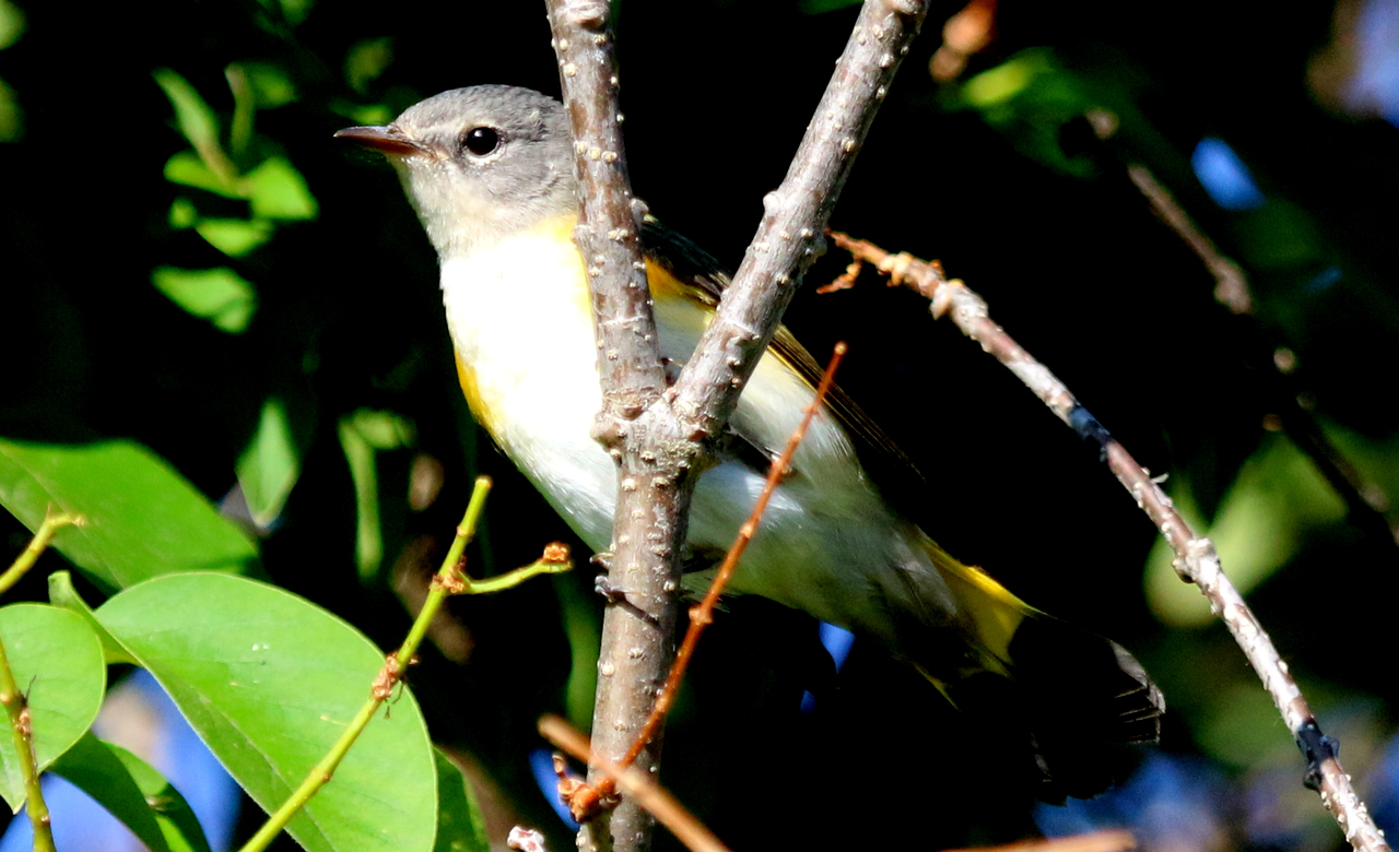 Female American Redstart Warbler