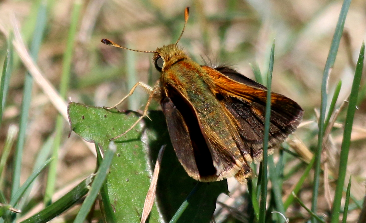 Pecks Skipper