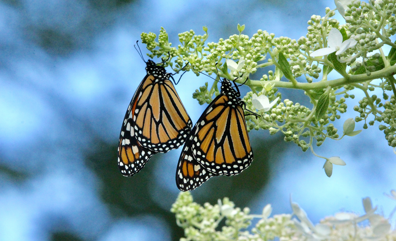 Monarch Butterflies