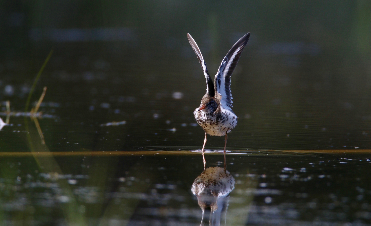 Morning stretch