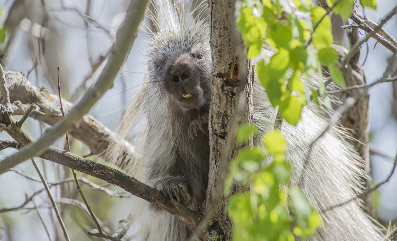 Porcupine.