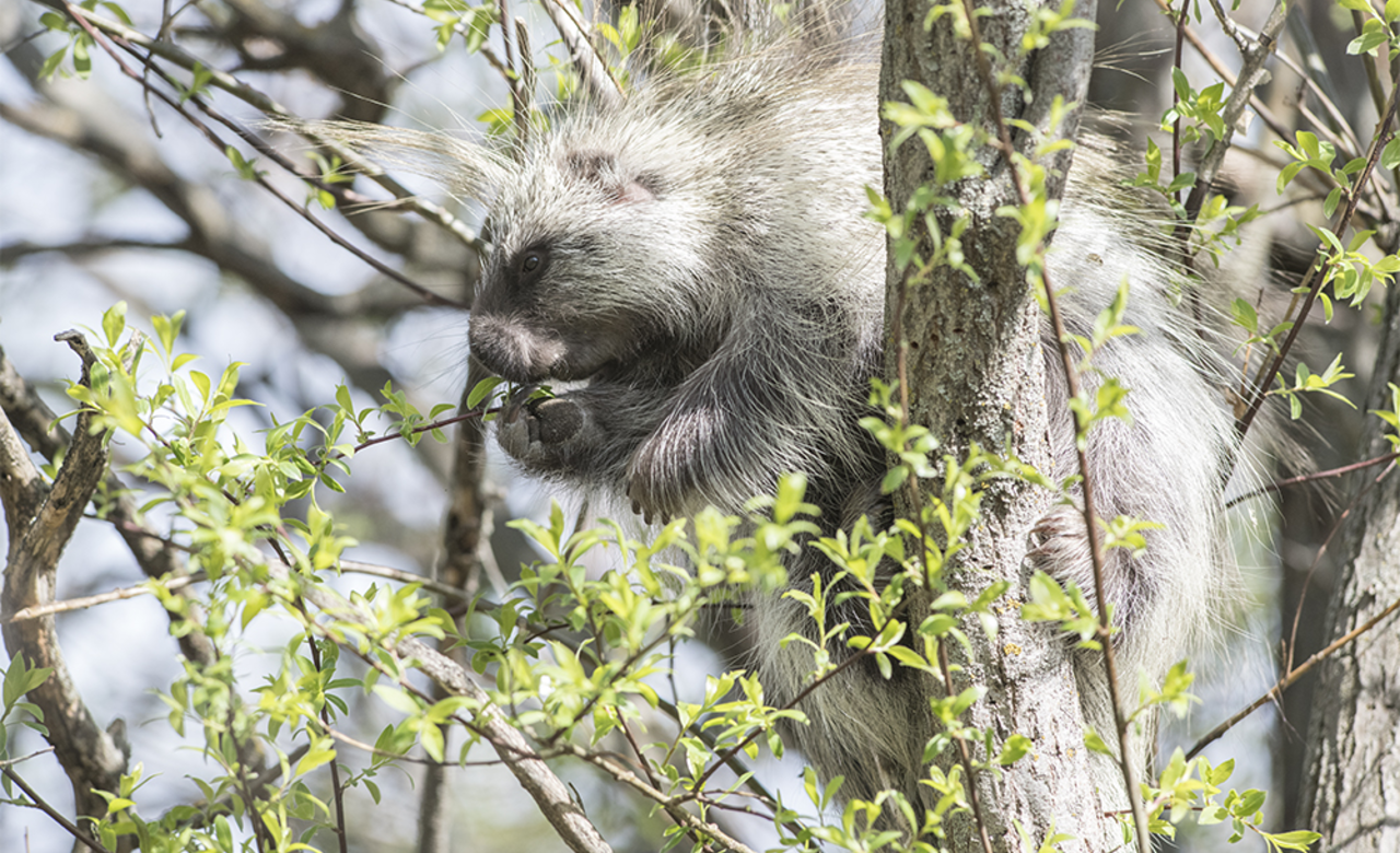 Porcupine. Enjoying leaves in the spring.