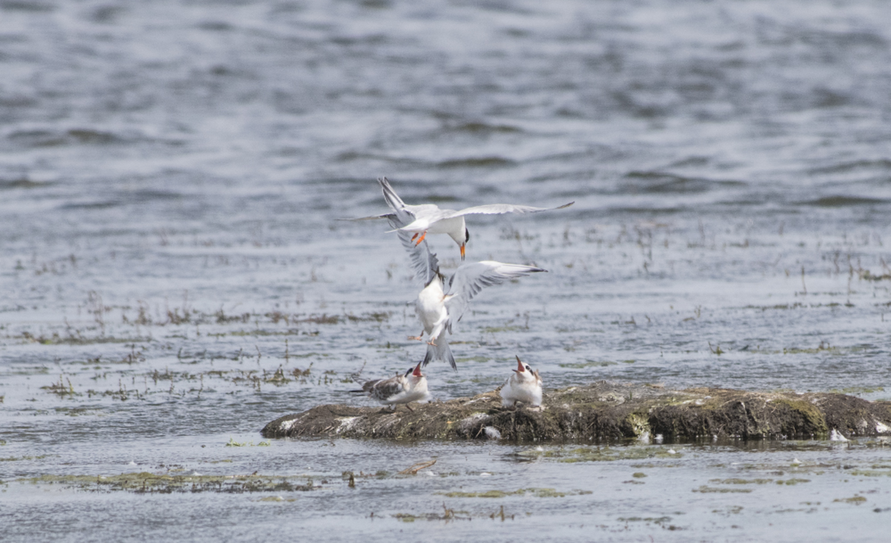 Forsterâ€™s tern. Three hungry mouths to feed.