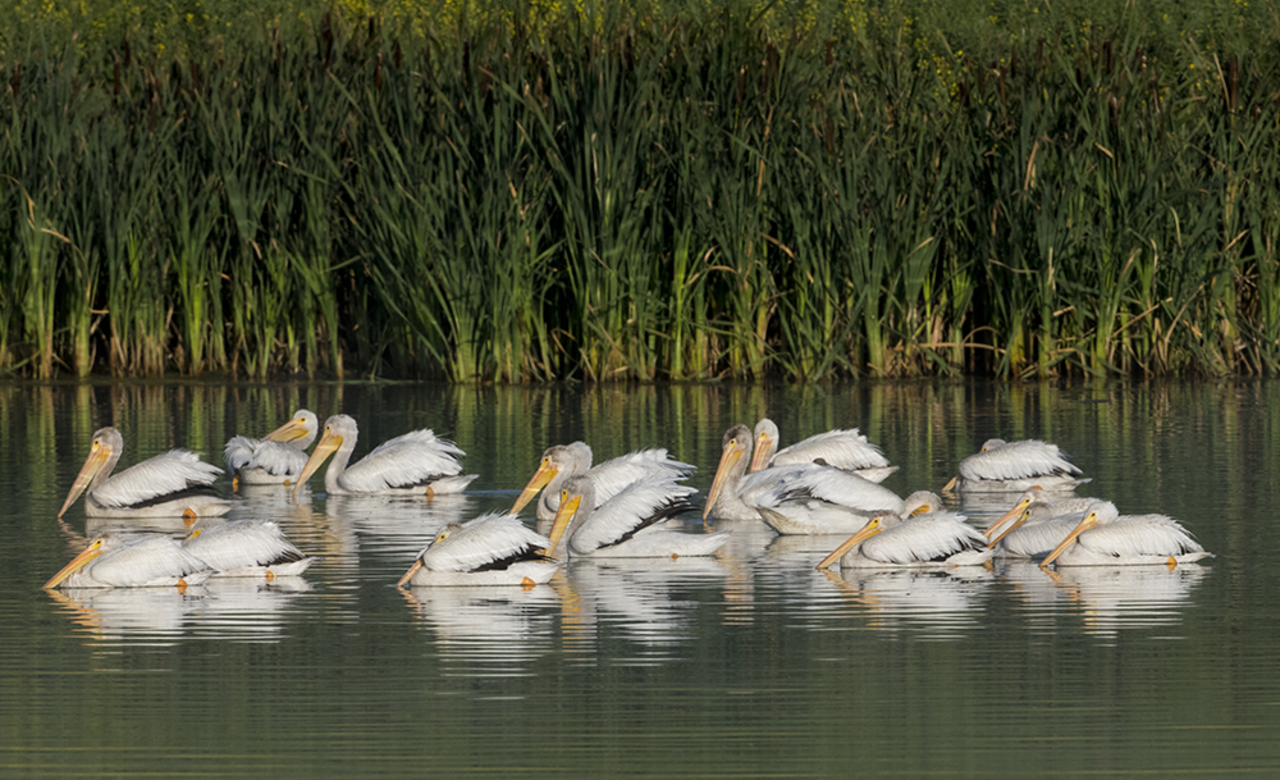 Pelican pod after fishing.