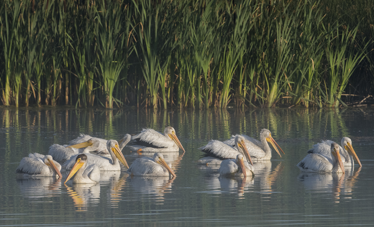 Pelican pod. On the â€˜huntâ€™ again.