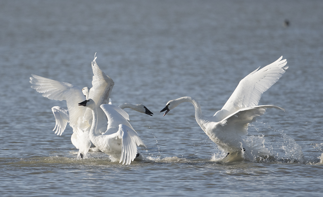Tundra swan disagreements