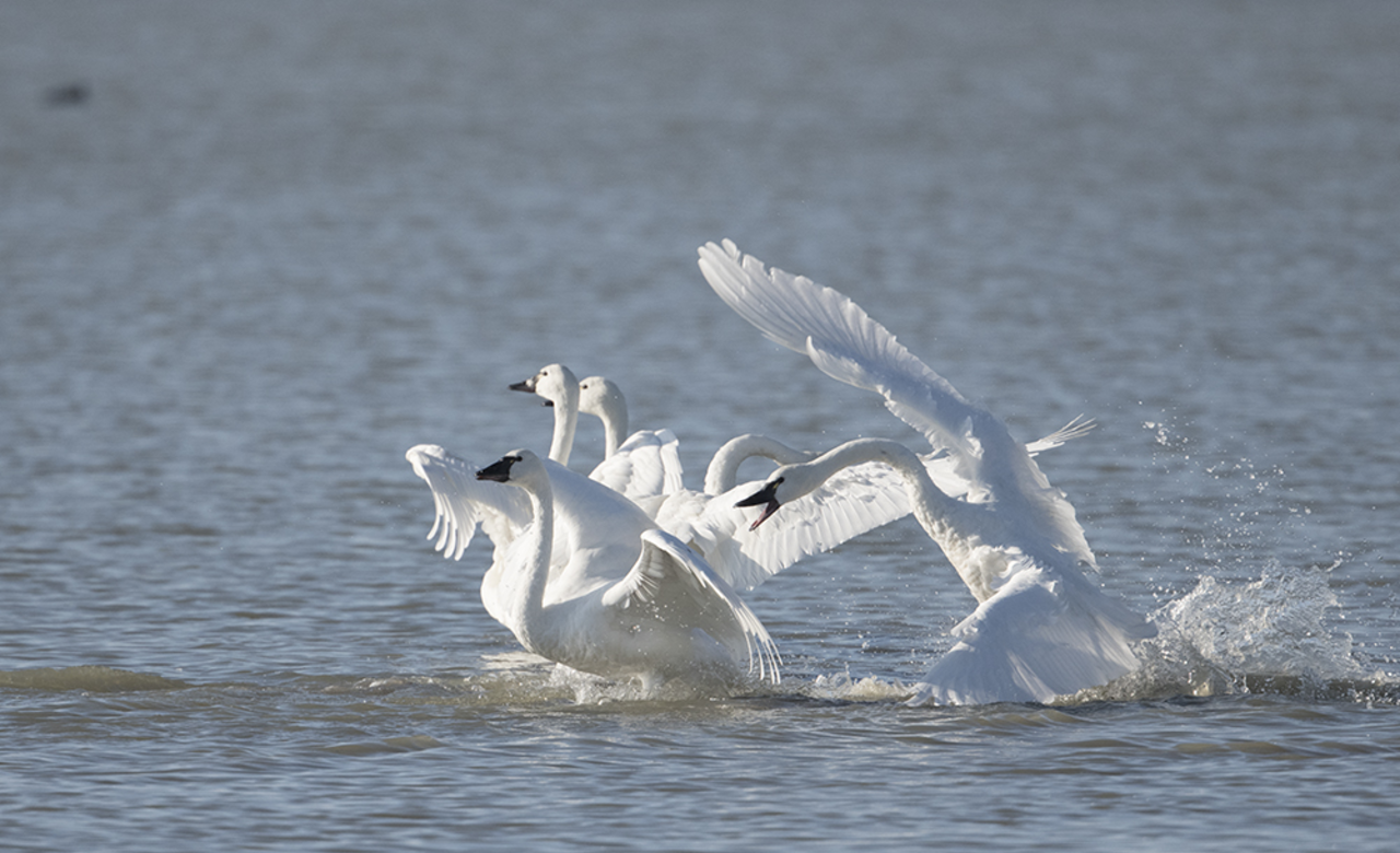 Tundra swans conflict continues