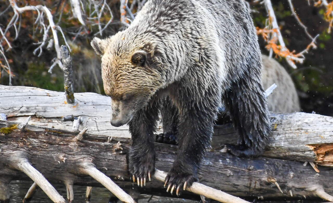 Grizzly Claws