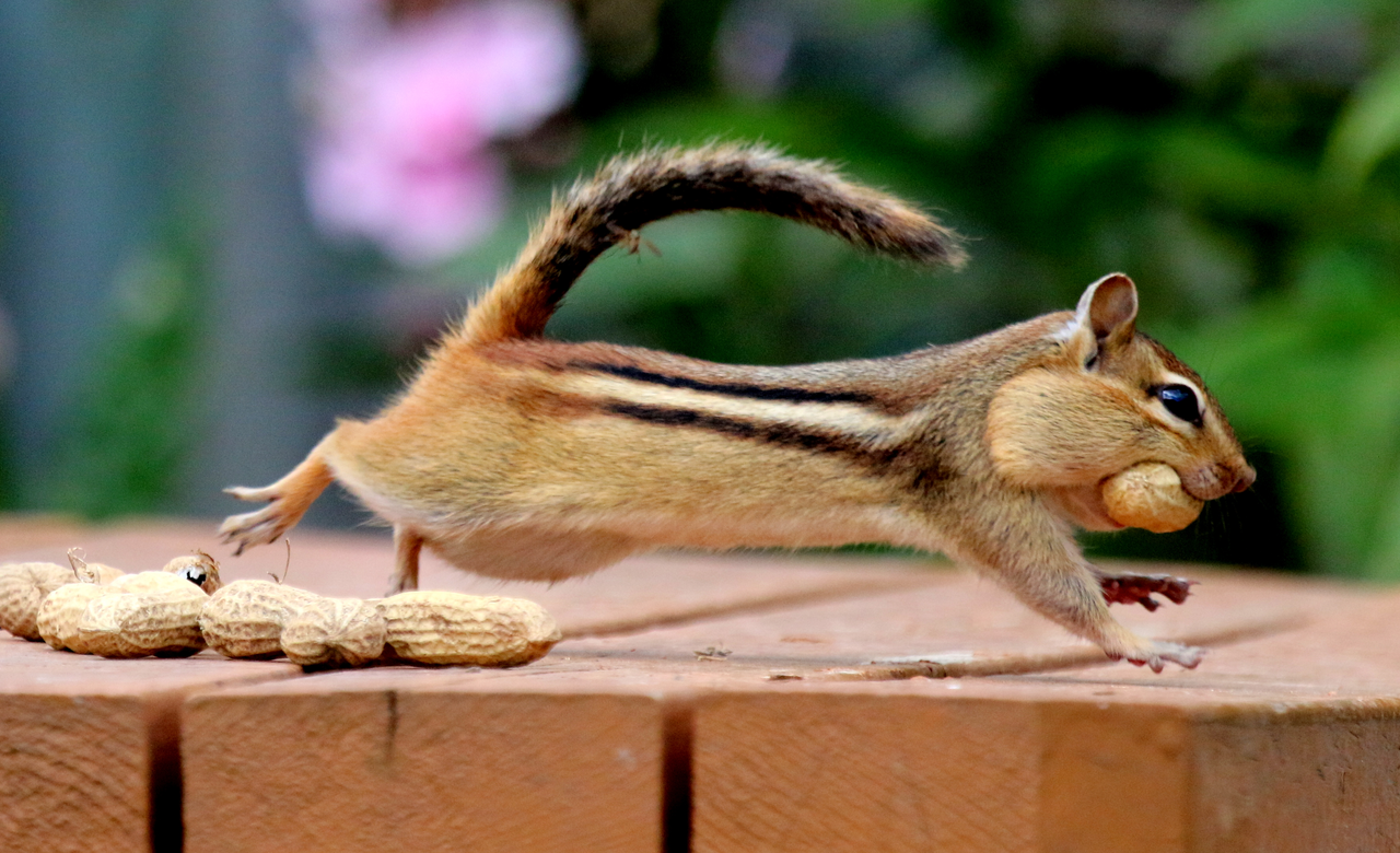 Chipmunk