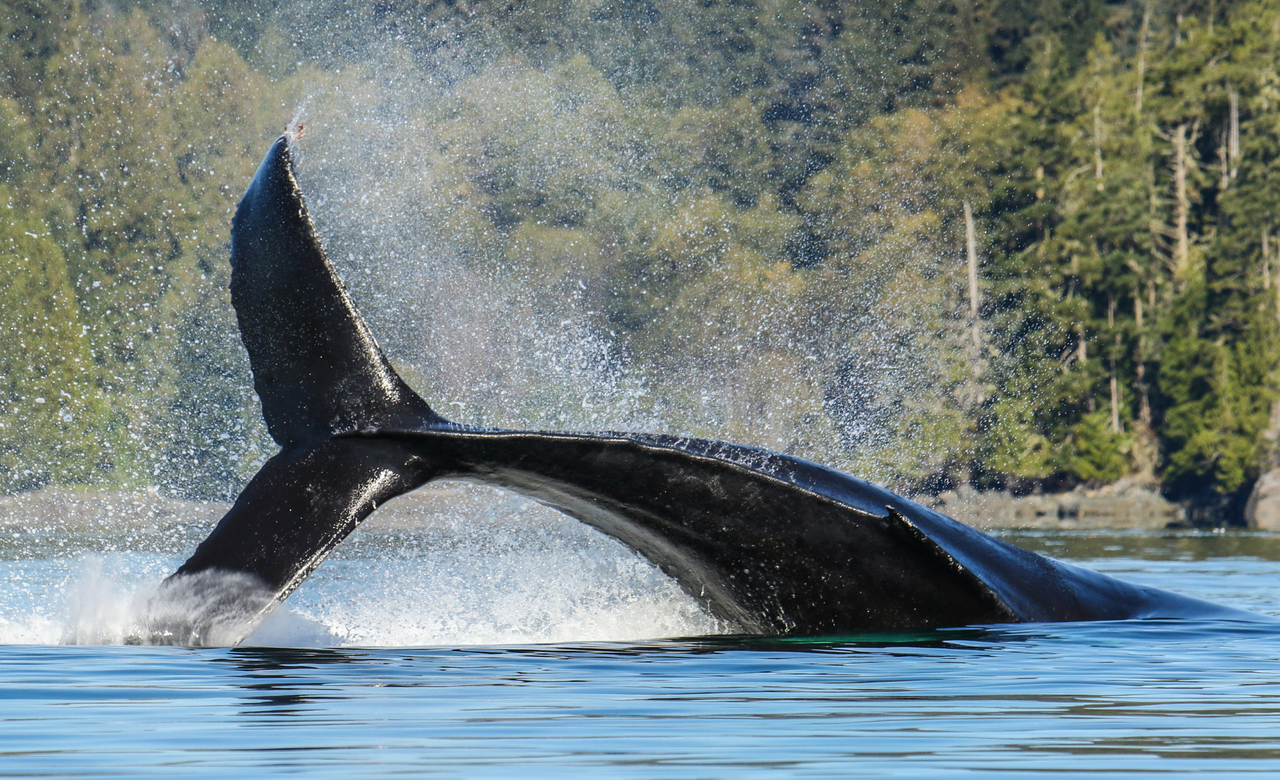 The Frolicking Leviathan