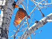 Northern Flicker Diving