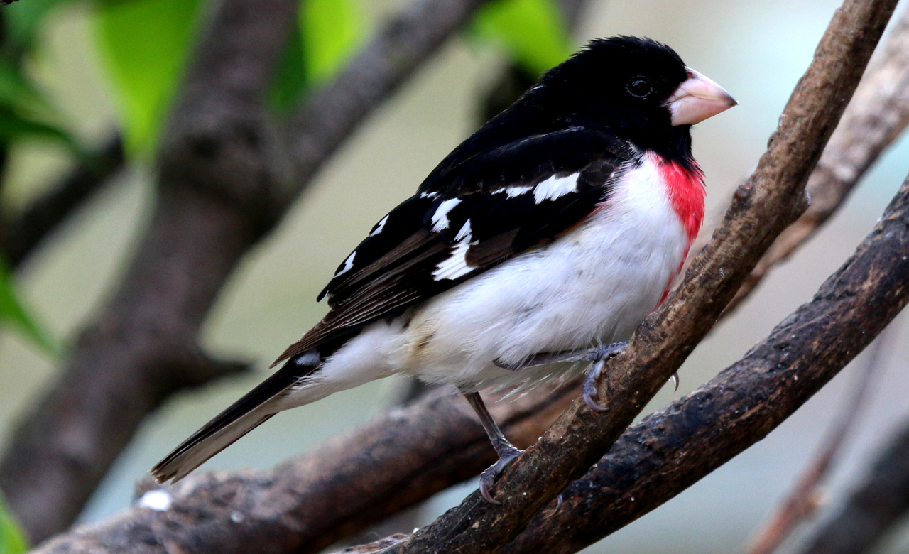 Rose-breasted Grosbeak