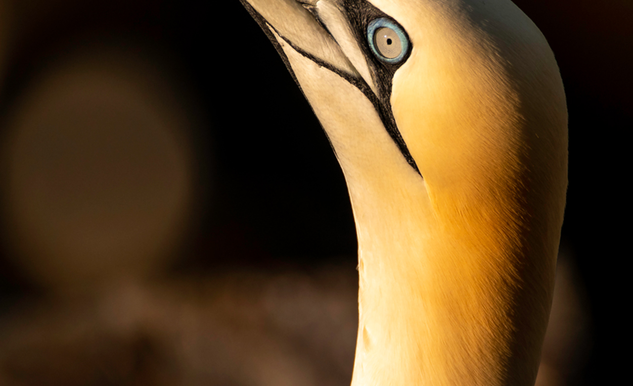 Northern Gannet Portrait 