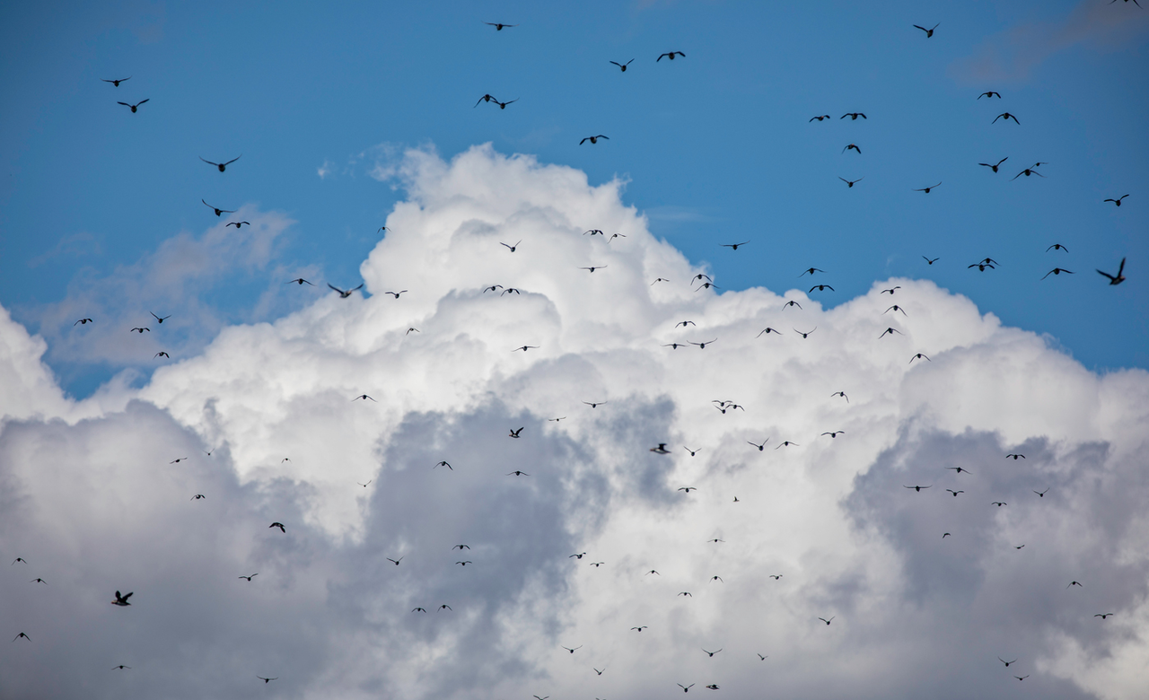 Puffins in the clouds