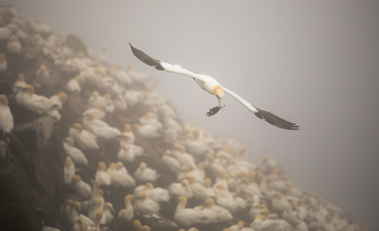 Northern Gannet Flyover