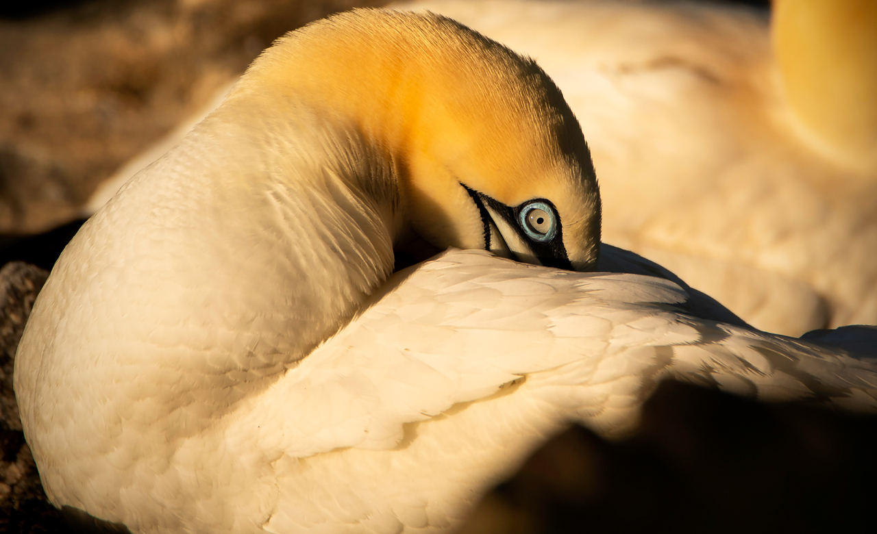 Shy Northern Gannet