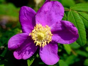 purple flower 