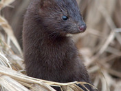 American Mink
