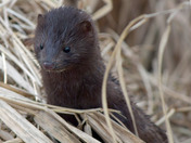 American Mink
