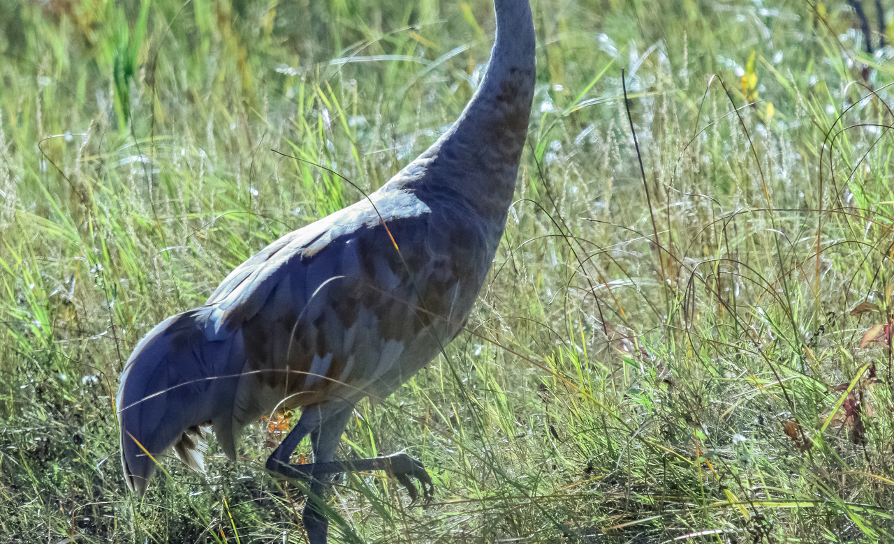 A Saskatchewan Sandhill Crane