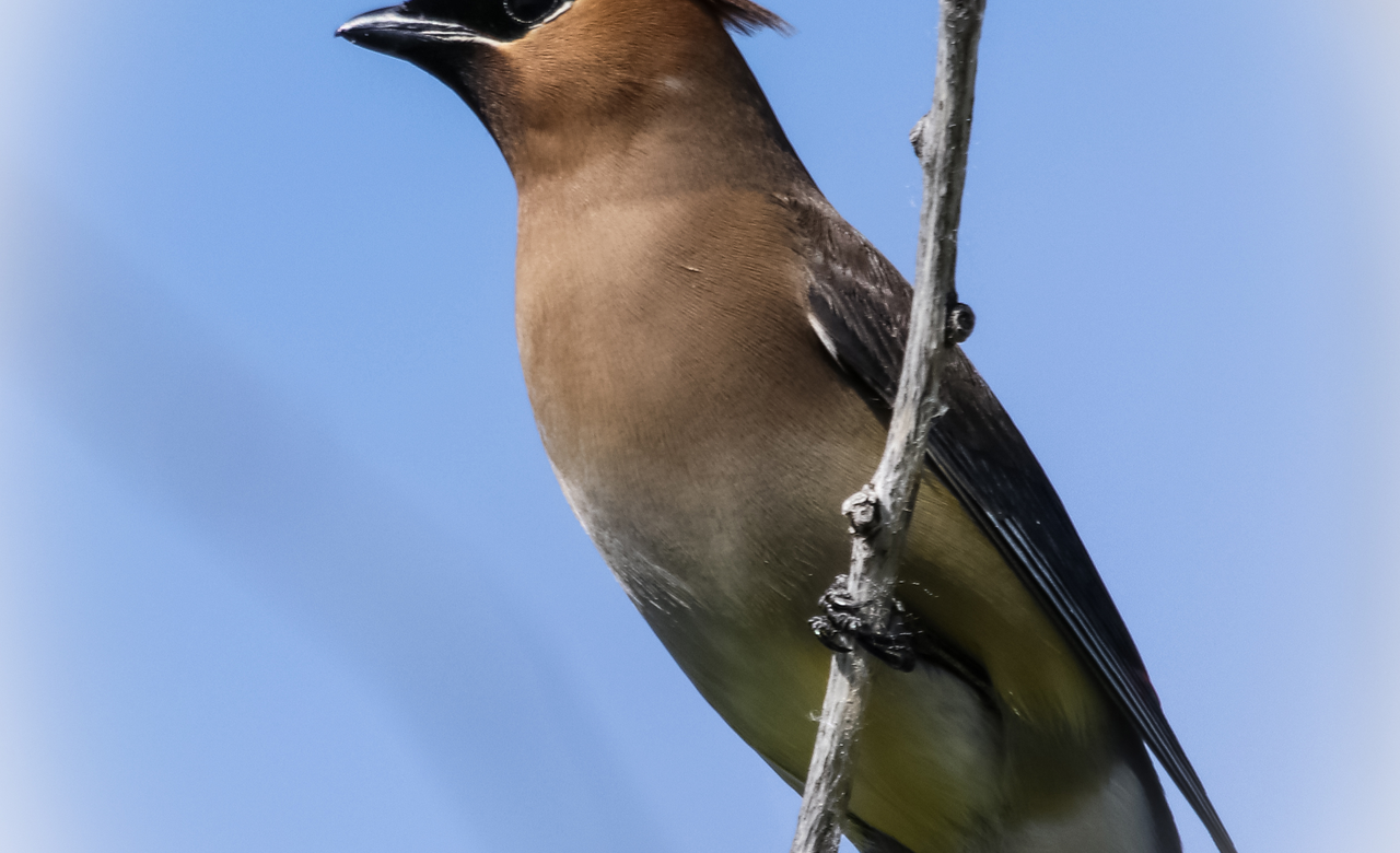 Beautiful Waxwing