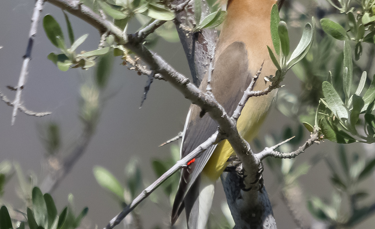 Cedar Waxwing