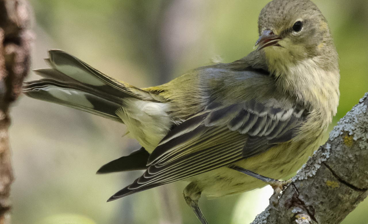 Warbler