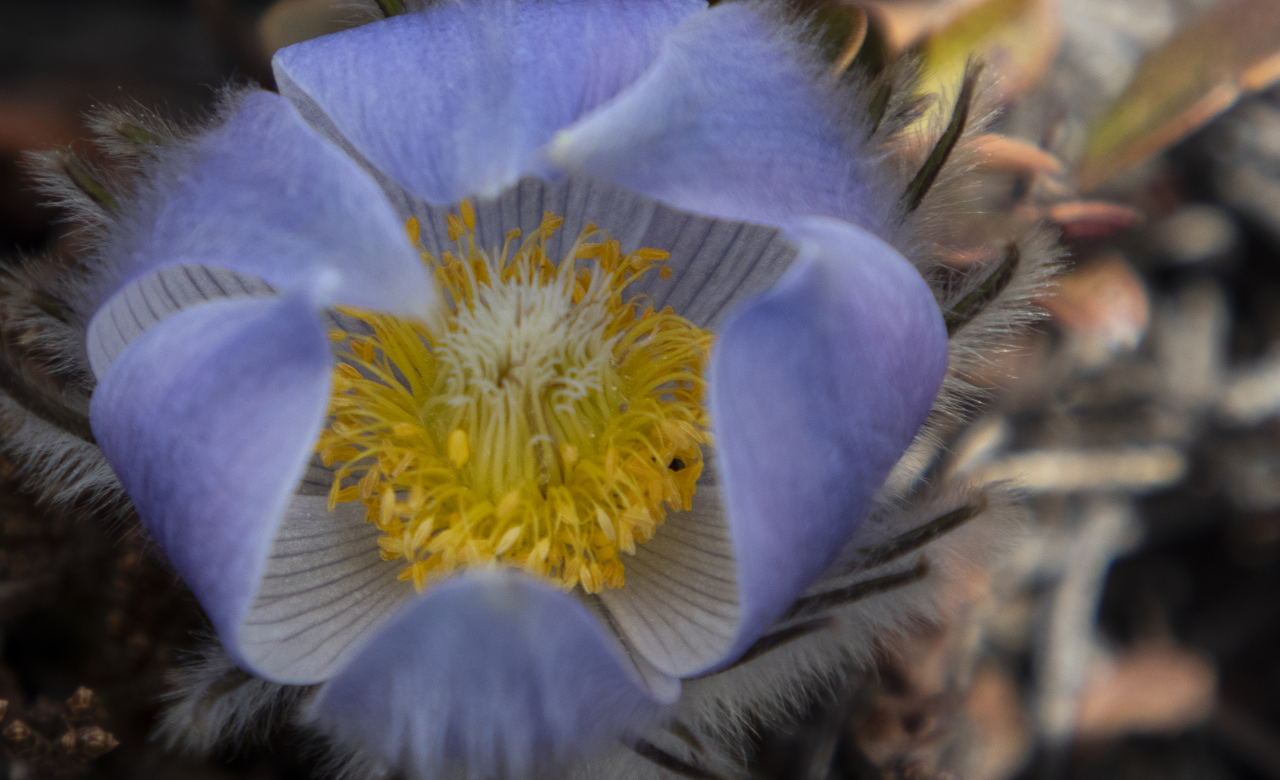 A Spring Crocus