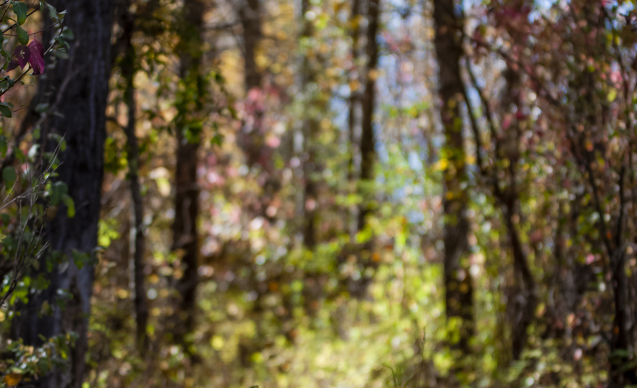 An Autumn Trail