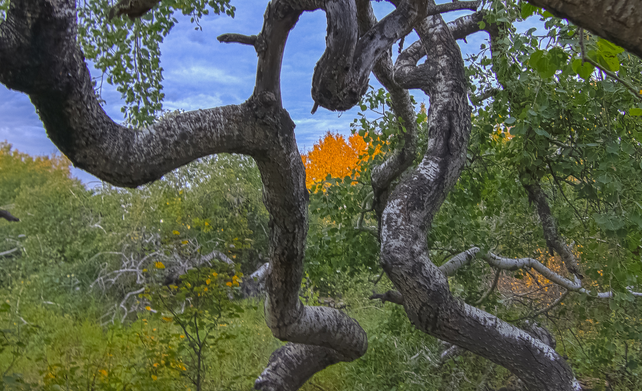 A Twisted Heart
