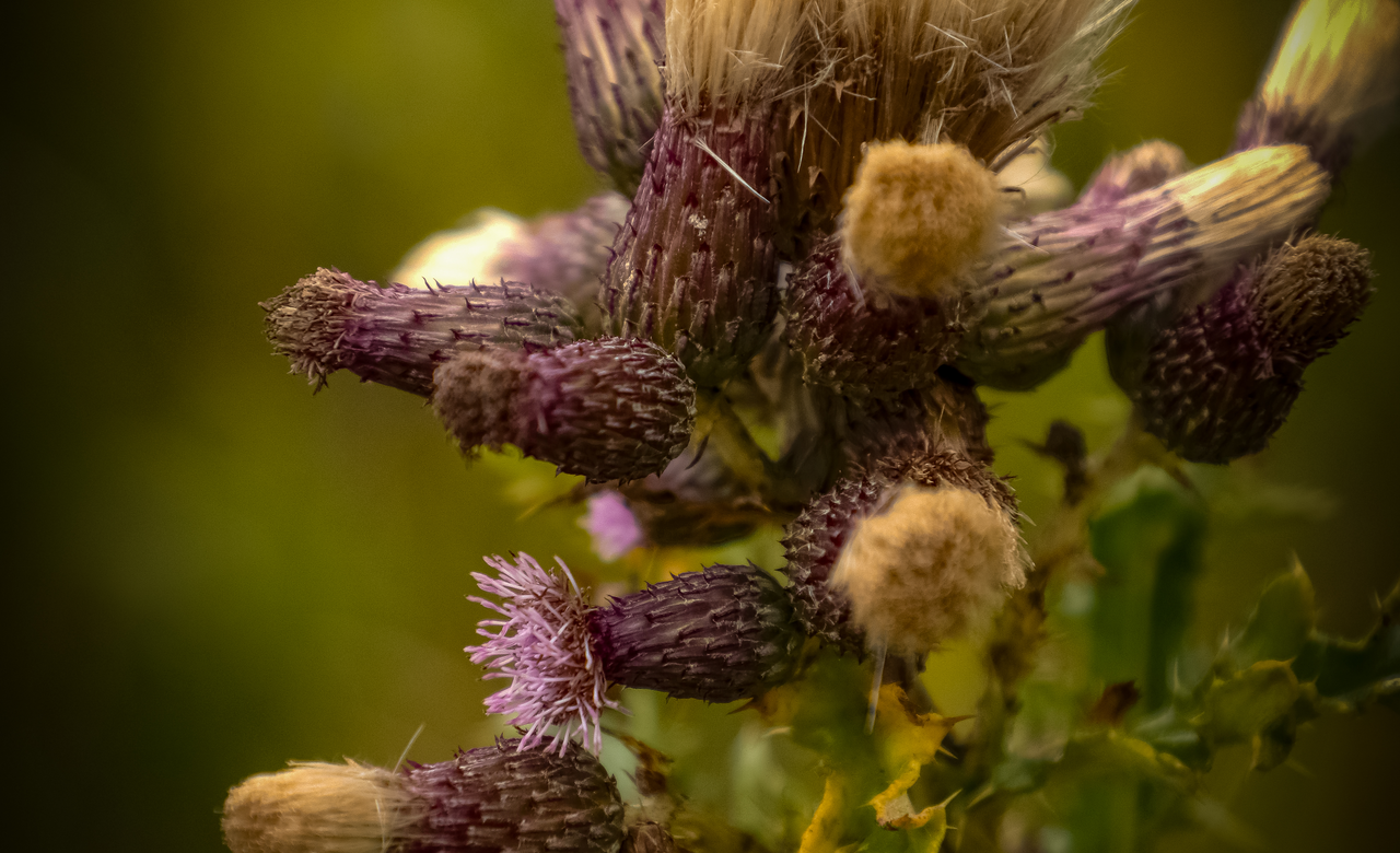 Beauty of a Thistle