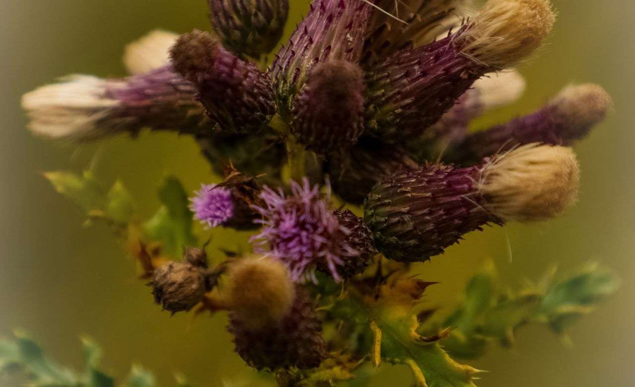 Even Weeds have Beauty