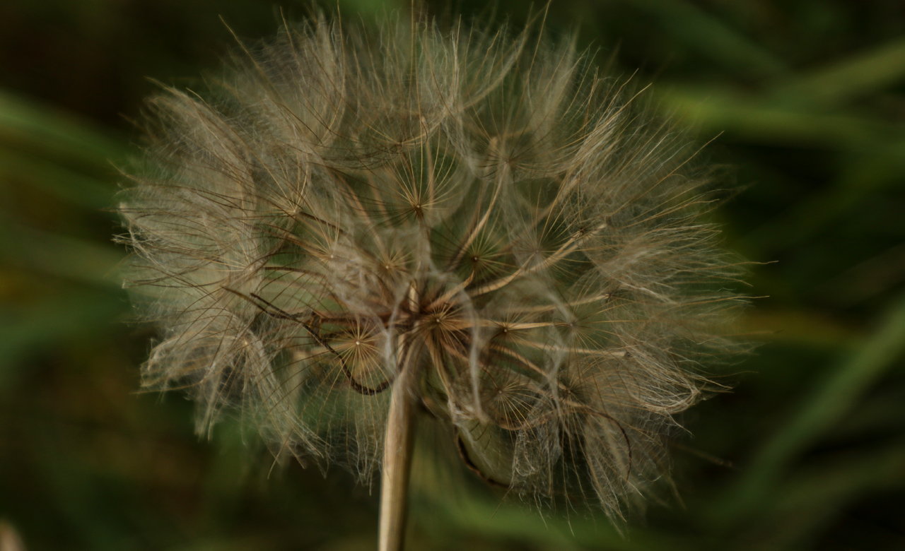 Dandelion Seeds