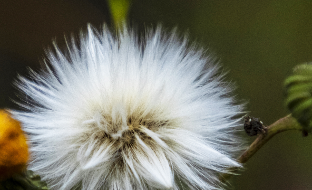 Bad Hair Day