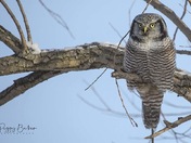 Hawk Owl Beauty