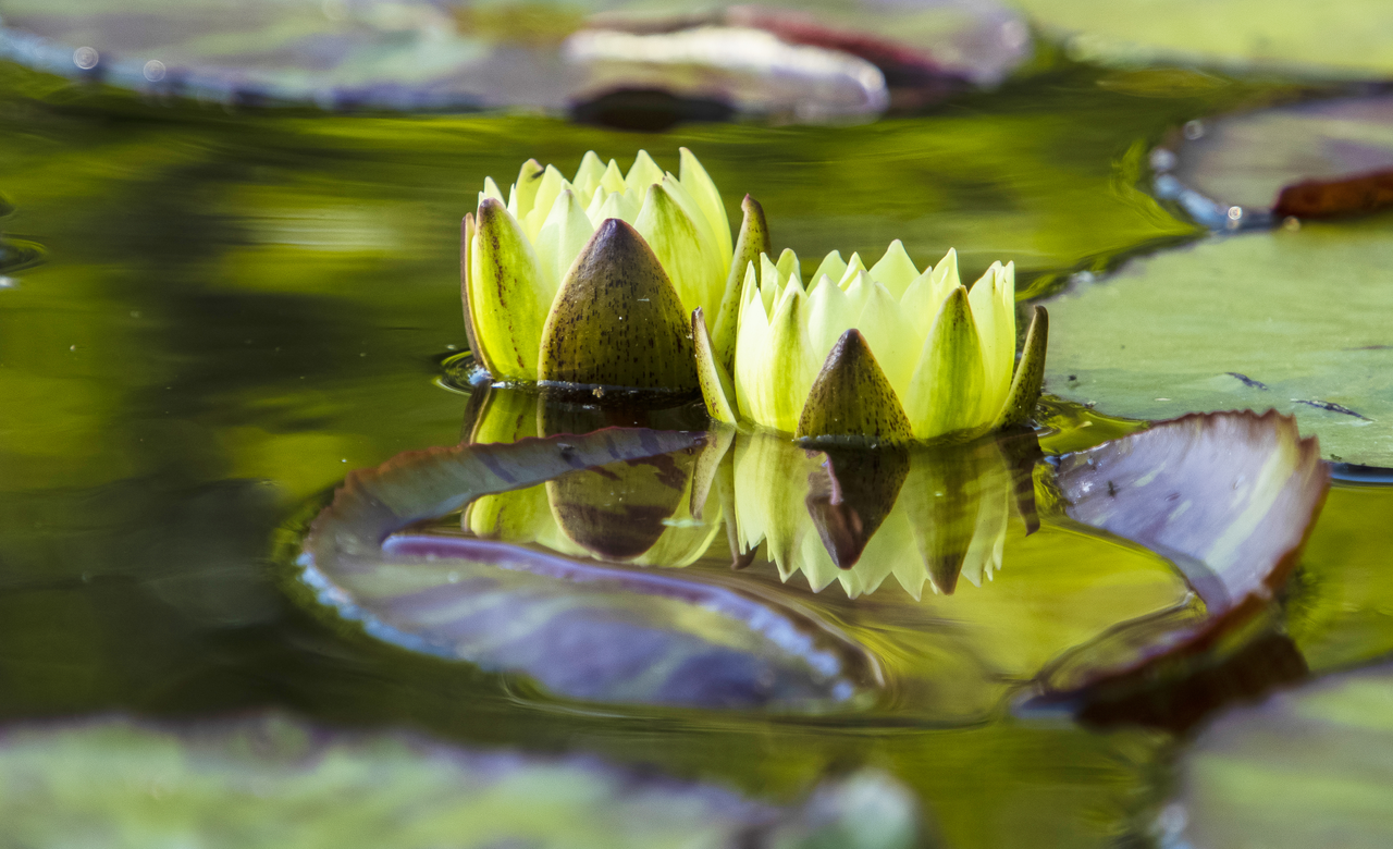 Reflection of Beauty