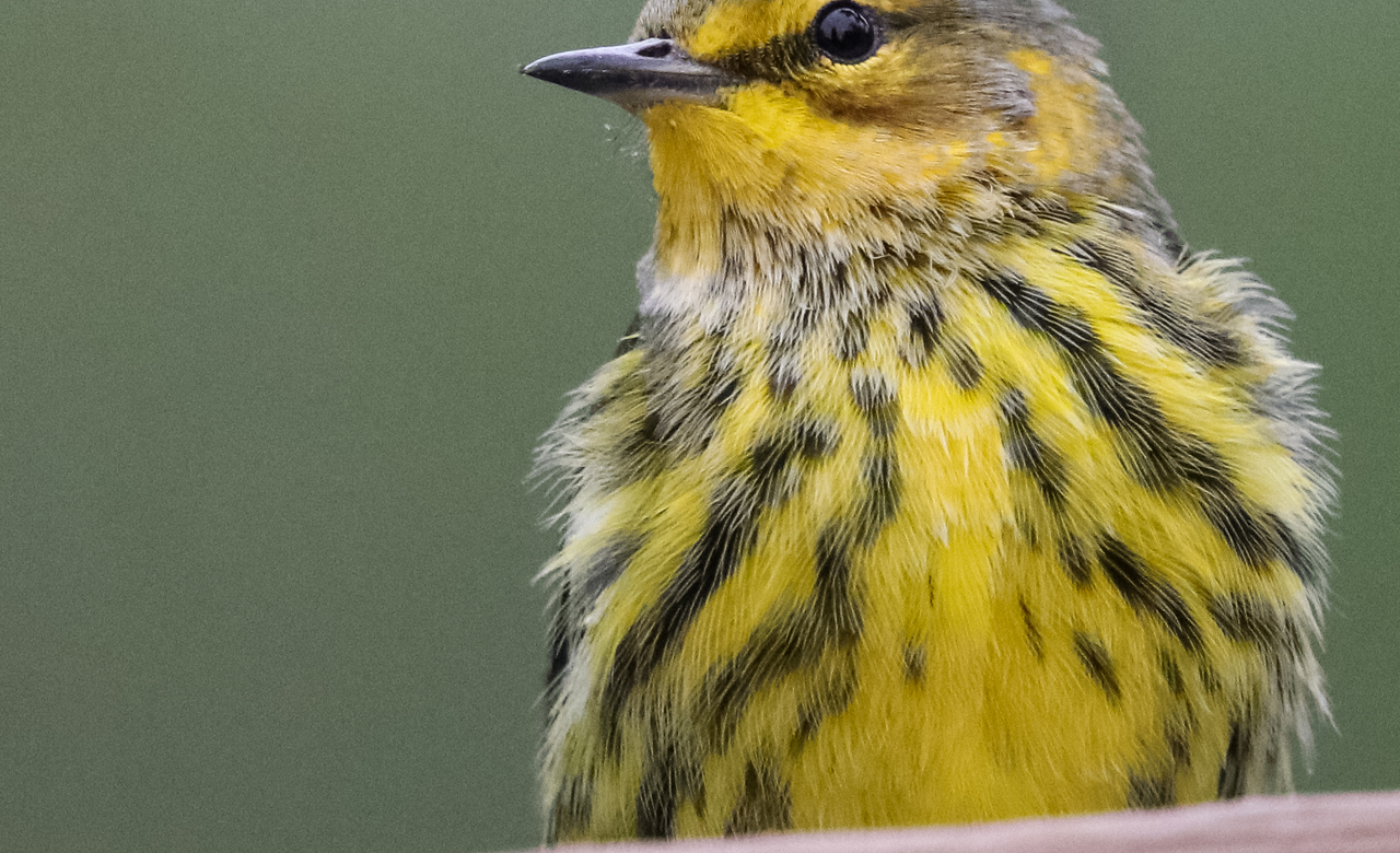 A Yellow Fellow