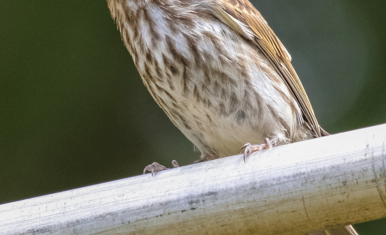 Female Grosbeak