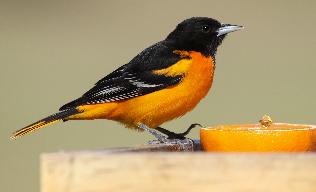 Orange You Beautiful!