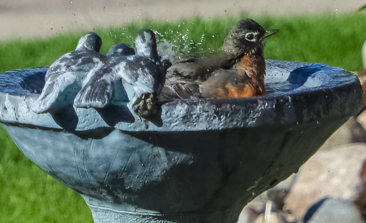Splish Splash I was Taking a Bath